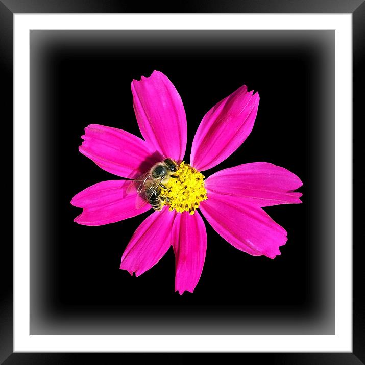  bee on a pink flower Framed Mounted Print by Marinela Feier