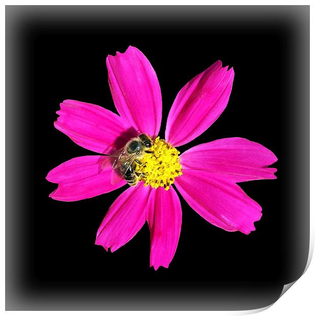  bee on a pink flower Print by Marinela Feier