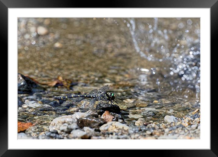 Dragonfly over the water waiting to take off Framed Mounted Print by Adrian Bud