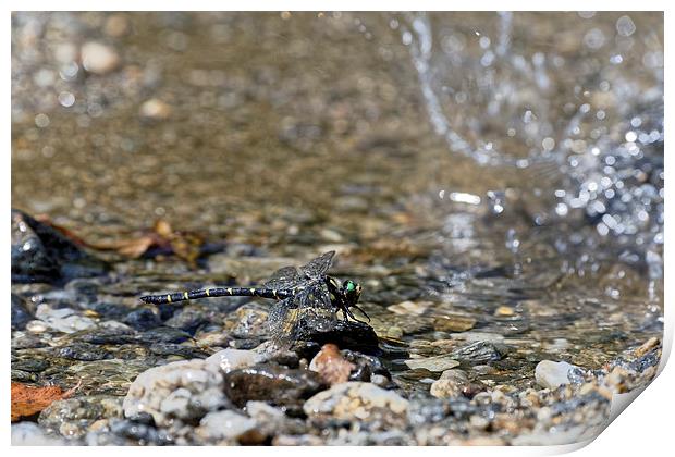 Dragonfly over the water waiting to take off Print by Adrian Bud