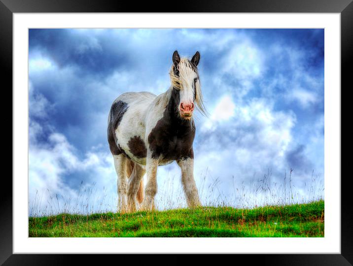  Highland Horse Framed Mounted Print by Nigel Lee