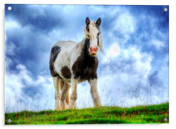  Highland Horse Acrylic by Nigel Lee