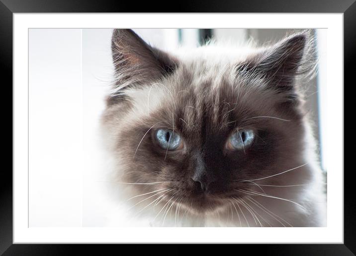  Cats Eyes. Framed Mounted Print by Becky Dix