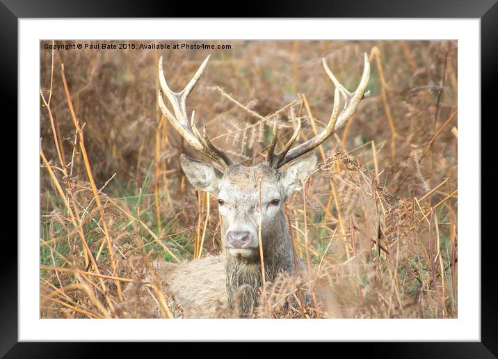  Sitting Stag Framed Mounted Print by Paul Bate