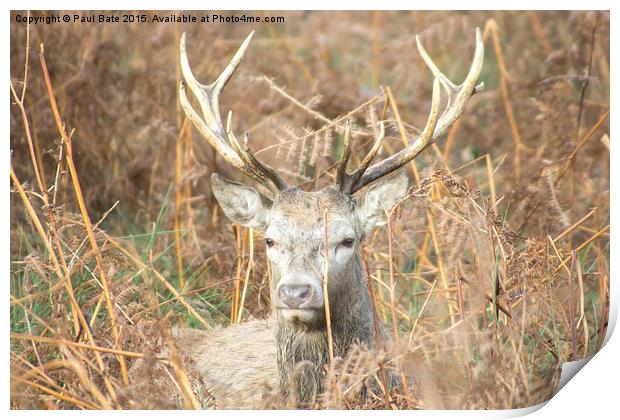  Sitting Stag Print by Paul Bate