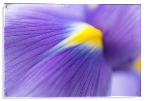  Iris  Acrylic by Paul Bate