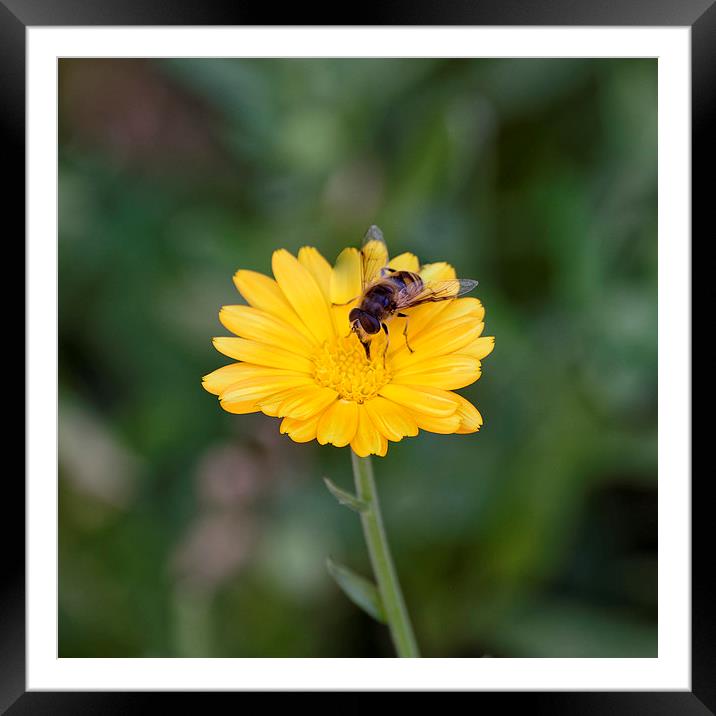 Bee extracting Framed Mounted Print by Adrian Bud