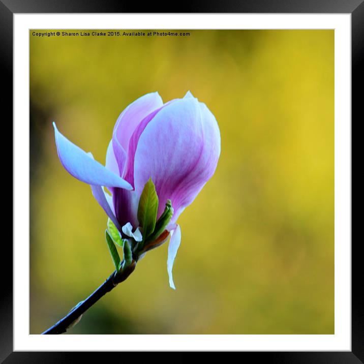  Lilac Magnolia Framed Mounted Print by Sharon Lisa Clarke