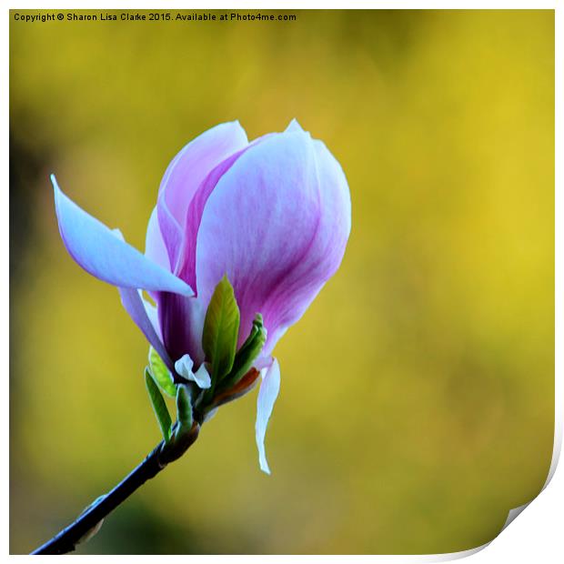  Lilac Magnolia Print by Sharon Lisa Clarke
