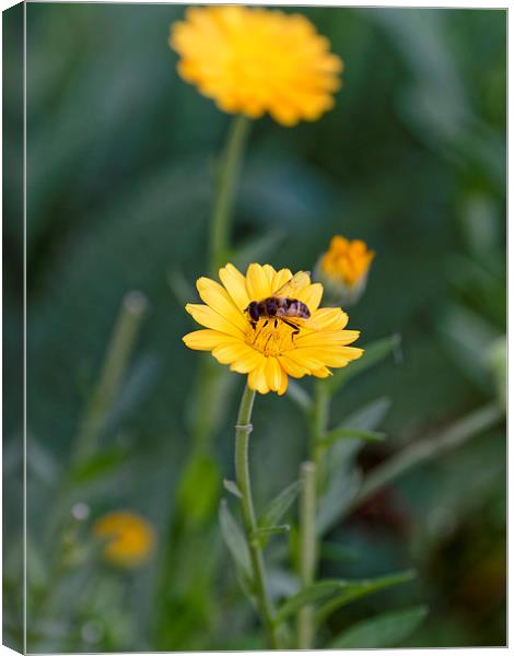 Bee at work on top Canvas Print by Adrian Bud