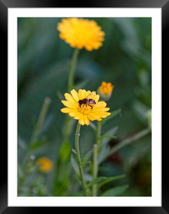 Bee at work on top Framed Mounted Print by Adrian Bud