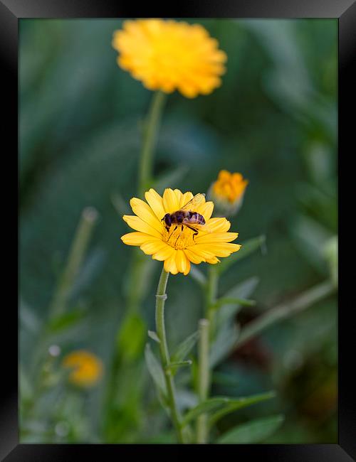 Bee at work on top Framed Print by Adrian Bud