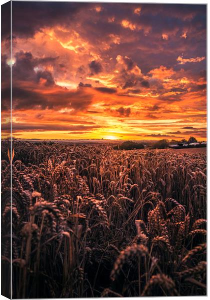 Red evening Canvas Print by ZI Photography