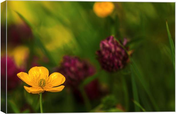  Buttercup and Clover. Canvas Print by Peter Bunker
