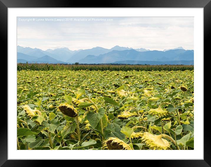  Mountains and Sad Sunflowers Framed Mounted Print by Lynne Morris (Lswpp)