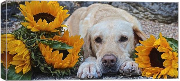  My Labrador My little Sunflower Canvas Print by Sue Bottomley