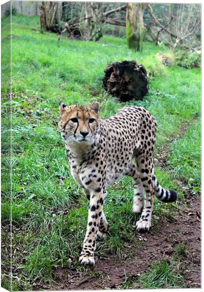  Cheetah Prowling Canvas Print by Kieron Butler