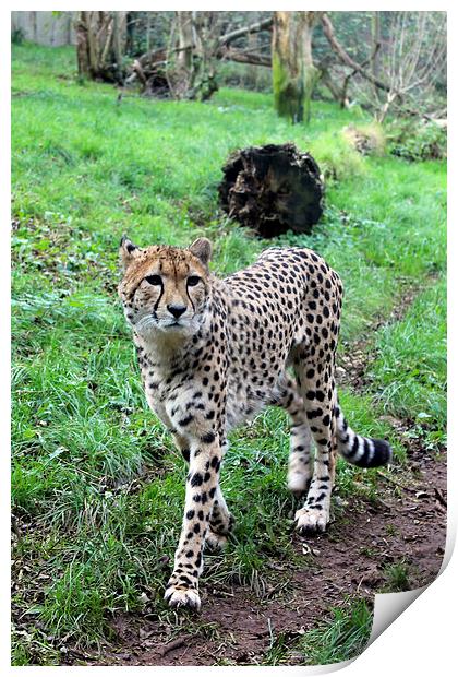  Cheetah Prowling Print by Kieron Butler