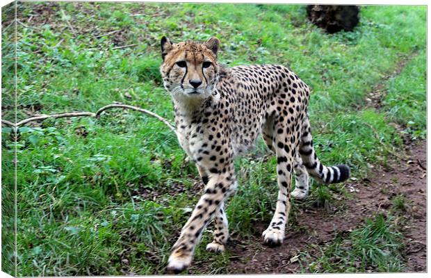  Cheetah Prowling Canvas Print by Kieron Butler