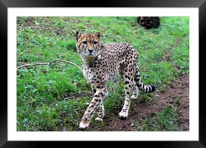  Cheetah Prowling Framed Mounted Print by Kieron Butler