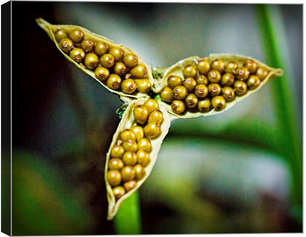  Bursting Forth Canvas Print by Colin Metcalf