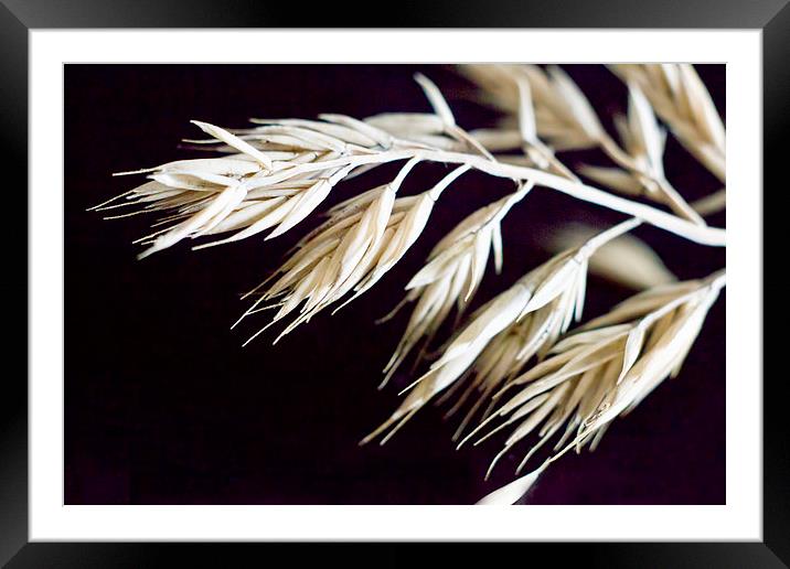  Grass Seed Framed Mounted Print by Colin Metcalf