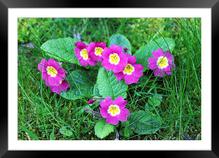  Spring Flowers Framed Mounted Print by Kieron Butler