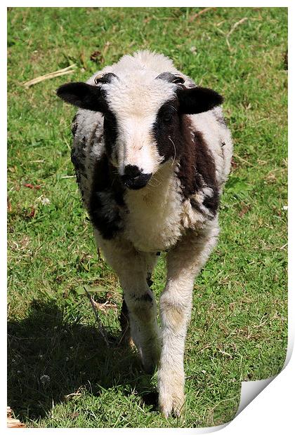  Cute Lamb Print by Kieron Butler