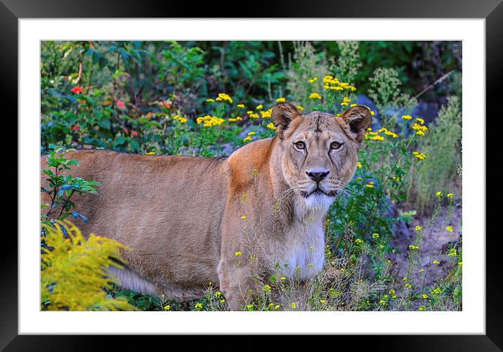  lioness  Framed Mounted Print by nick wastie