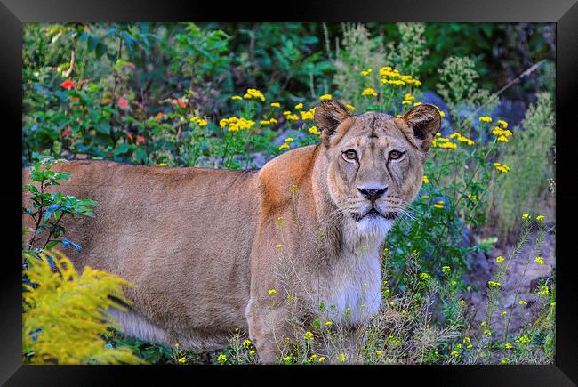  lioness  Framed Print by nick wastie