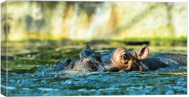  hippo Canvas Print by nick wastie