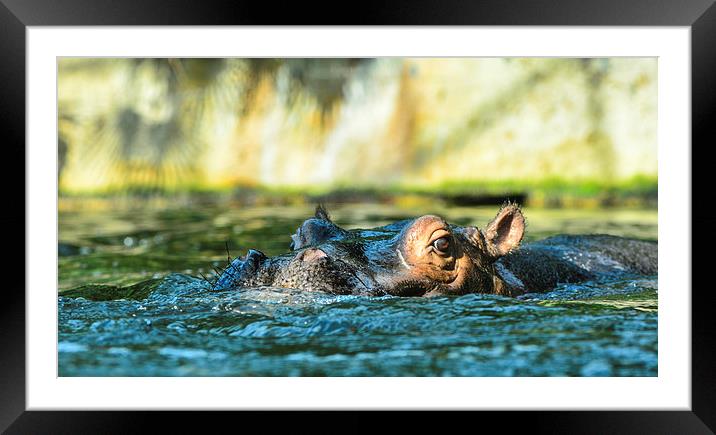  hippo Framed Mounted Print by nick wastie