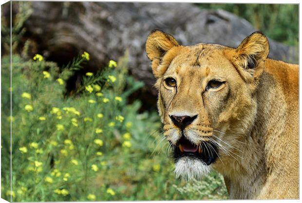  lioness Canvas Print by nick wastie