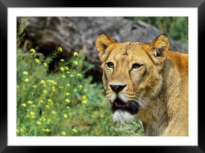  lioness Framed Mounted Print by nick wastie