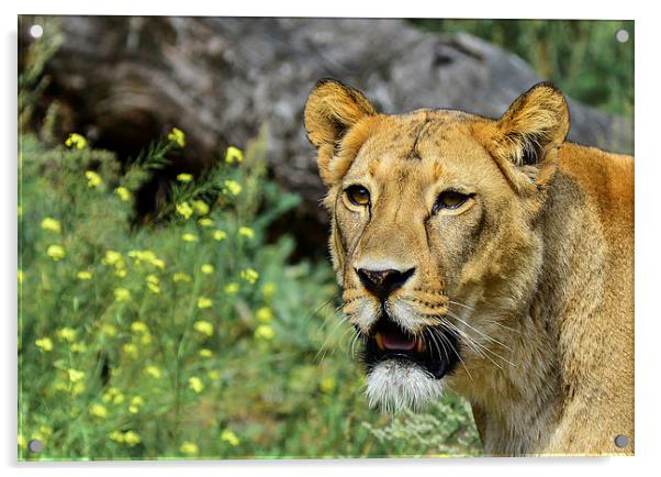  lioness Acrylic by nick wastie
