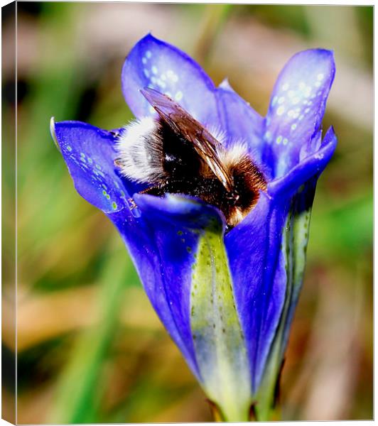  Bee in Marsh Gentian in New Forest Canvas Print by JC studios LRPS ARPS