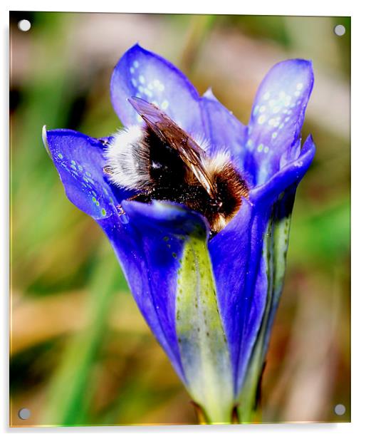  Bee in Marsh Gentian in New Forest Acrylic by JC studios LRPS ARPS