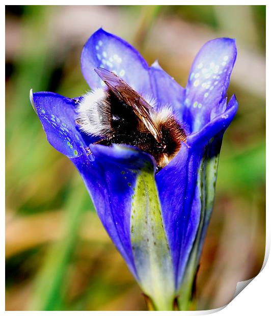  Bee in Marsh Gentian in New Forest Print by JC studios LRPS ARPS