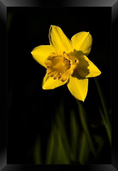 Daffodil Framed Print by Eddie Howland
