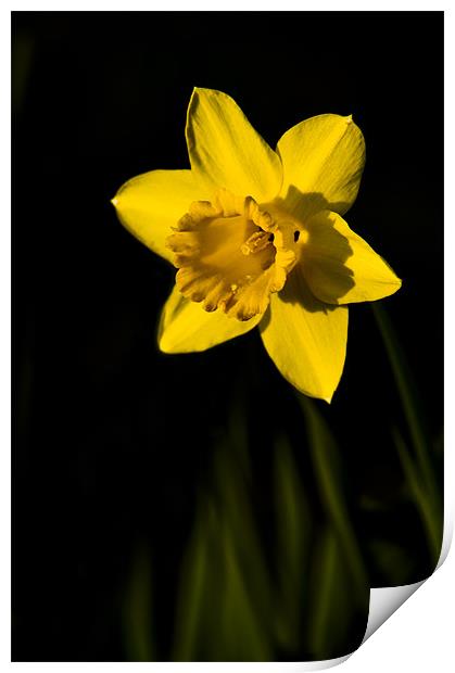 Daffodil Print by Eddie Howland