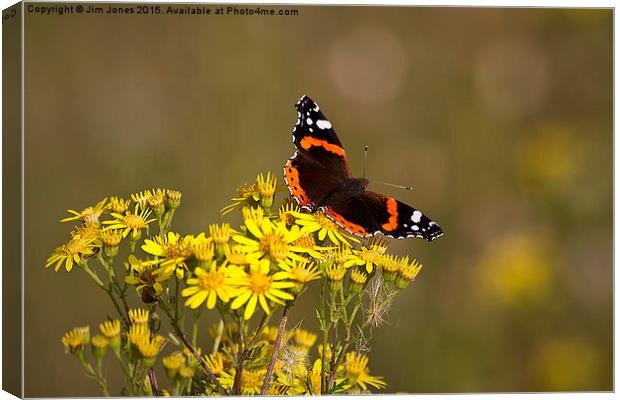  Red Admiral butterfly Canvas Print by Jim Jones
