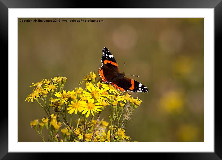  Red Admiral butterfly Framed Mounted Print by Jim Jones