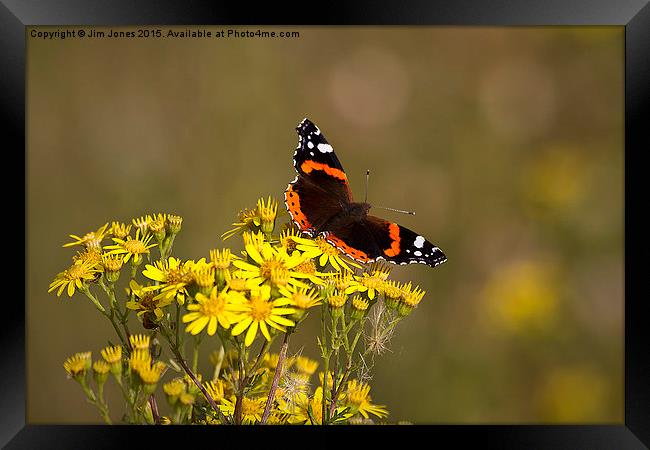  Red Admiral butterfly Framed Print by Jim Jones