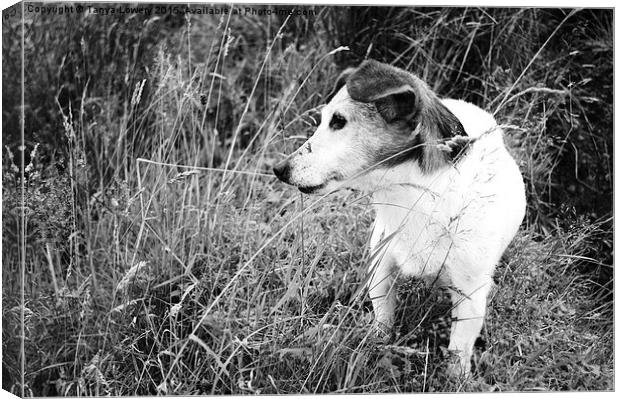  Jack Russell in the grass Canvas Print by Tanya Lowery