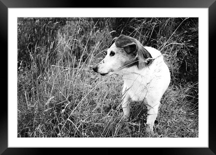 Jack Russell in the grass Framed Mounted Print by Tanya Lowery