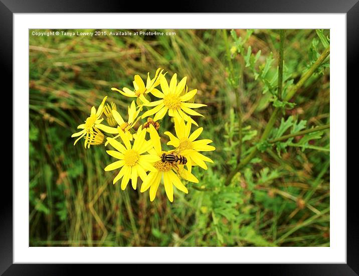  wild flower with insect Framed Mounted Print by Tanya Lowery