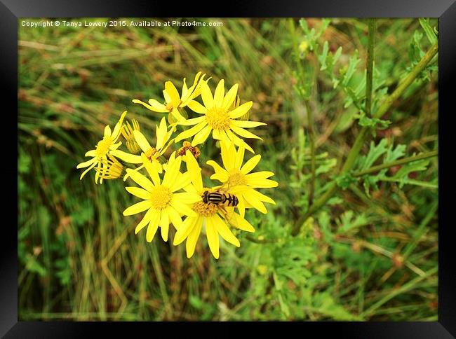  wild flower with insect Framed Print by Tanya Lowery