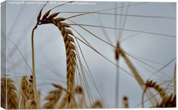  Grain of wheat Canvas Print by Carmel Fiorentini