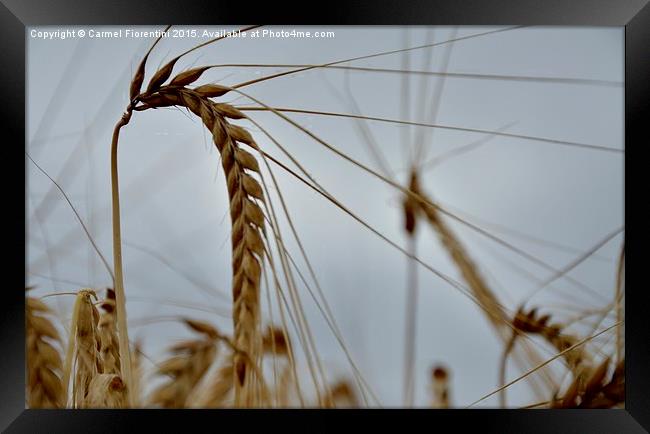  Grain of wheat Framed Print by Carmel Fiorentini