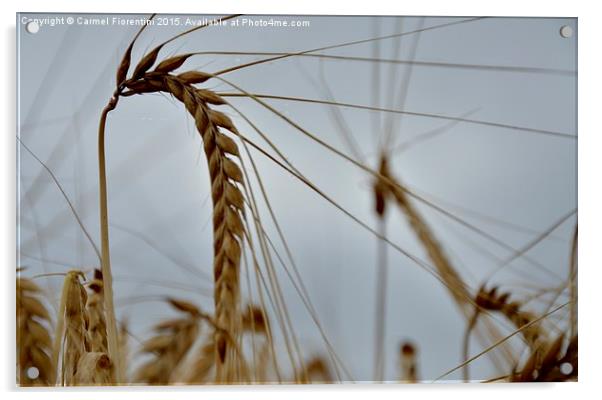  Grain of wheat Acrylic by Carmel Fiorentini